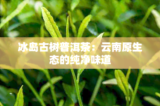 冰岛古树普洱茶：云南原生态的纯净味道