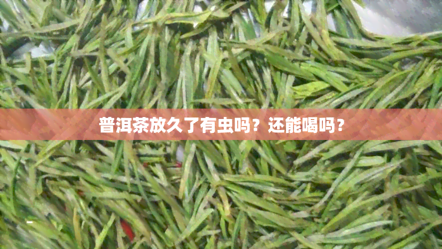 普洱茶放久了有虫吗？还能喝吗？