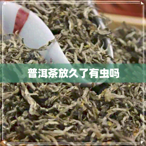 普洱茶放久了有虫吗