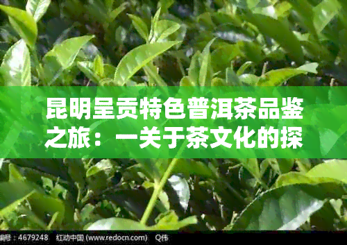 昆明呈贡特色普洱茶品鉴之旅：一关于茶文化的探索