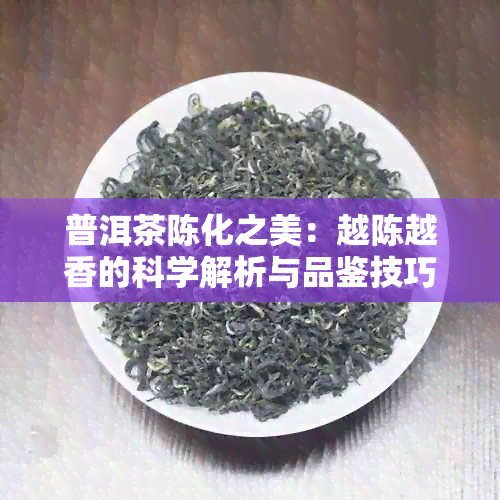 普洱茶陈化之美：越陈越香的科学解析与品鉴技巧