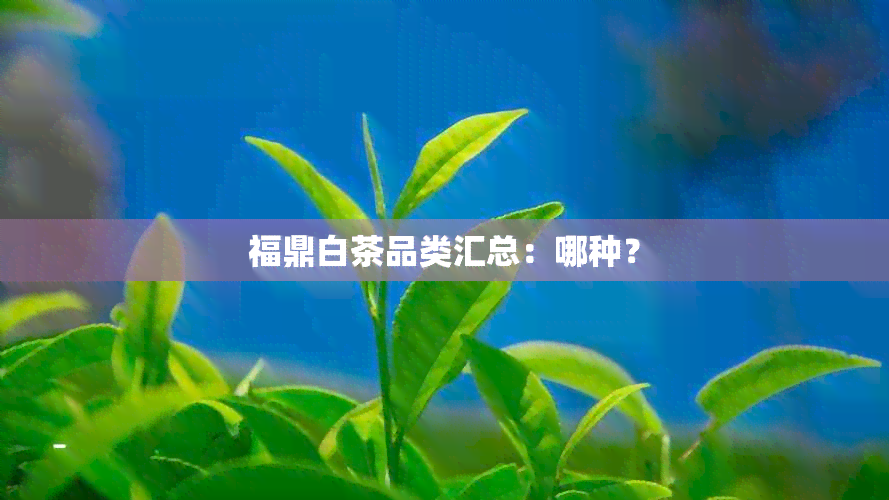 福鼎白茶品类汇总：哪种？