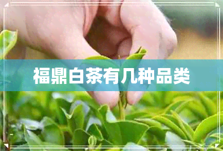 福鼎白茶有几种品类