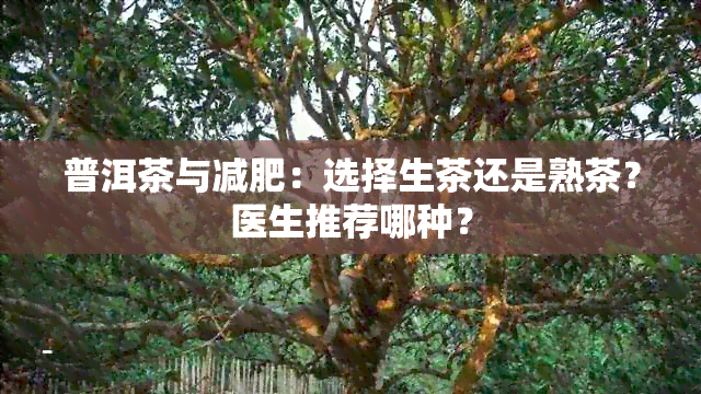 普洱茶与减肥：选择生茶还是熟茶？医生推荐哪种？