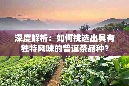 深度解析：如何挑选出具有独特风味的普洱茶品种？