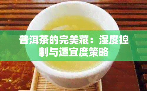 普洱茶的完美藏：湿度控制与适宜度策略