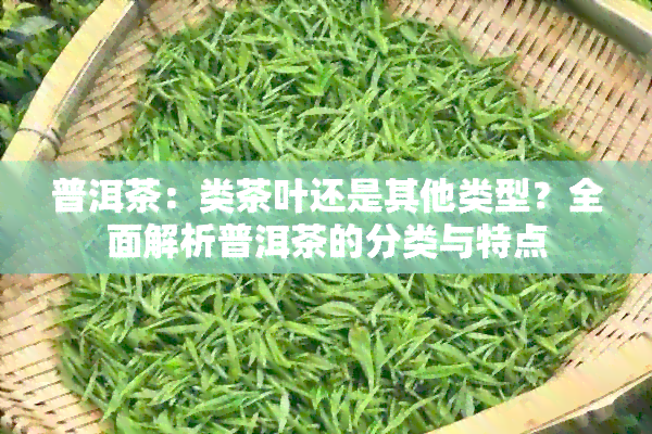 普洱茶：类茶叶还是其他类型？全面解析普洱茶的分类与特点