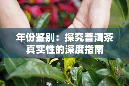 年份鉴别：探究普洱茶真实性的深度指南