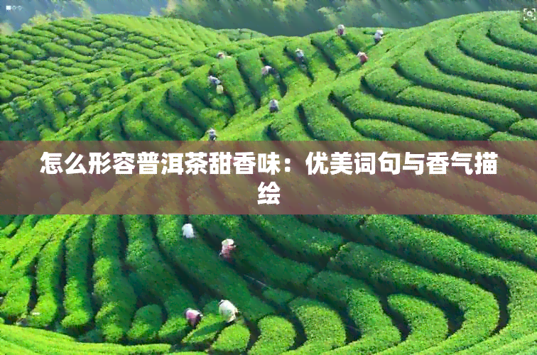 怎么形容普洱茶甜香味：优美词句与香气描绘