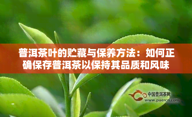 普洱茶叶的贮藏与保养方法：如何正确保存普洱茶以保持其品质和风味