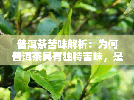 普洱茶苦味解析：为何普洱茶具有独特苦味，是否正常饮用？