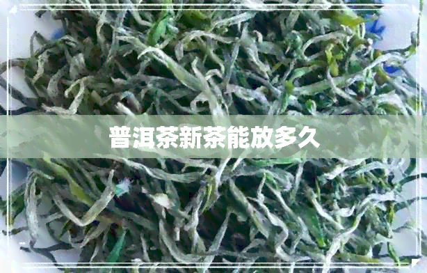 普洱茶新茶能放多久