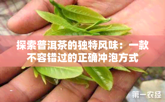 探索普洱茶的独特风味：一款不容错过的正确冲泡方式