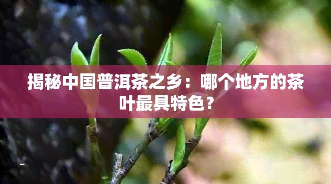 揭秘中国普洱茶之乡：哪个地方的茶叶更具特色？