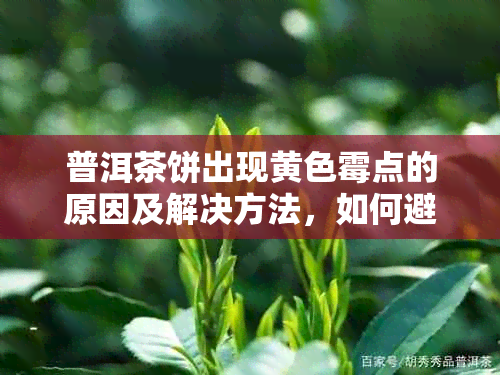 普洱茶饼出现黄色霉点的原因及解决方法，如何避免普洱茶发霉？