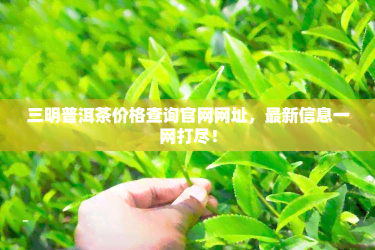 三明普洱茶价格查询官网网址，最新信息一网打尽！