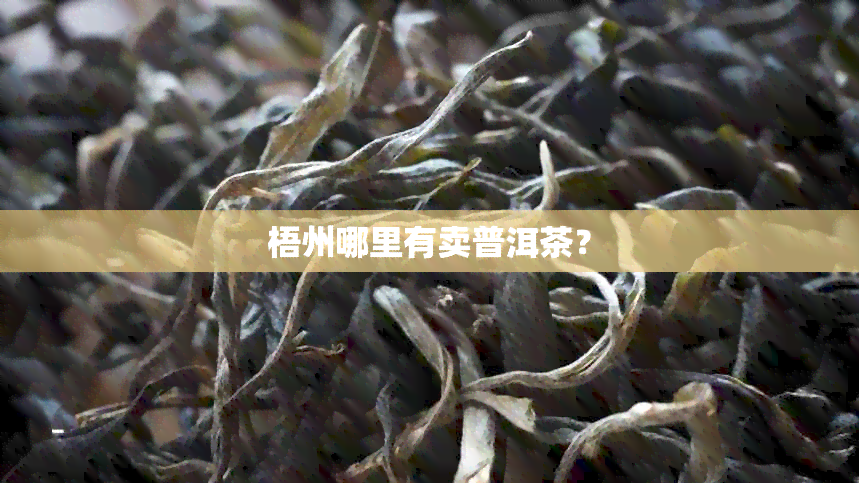 梧州哪里有卖普洱茶？