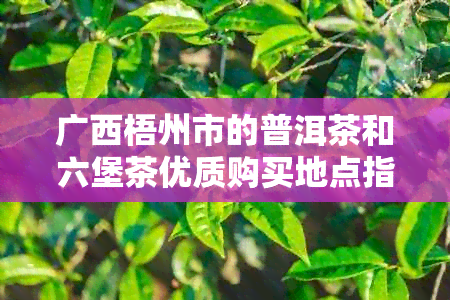 广西梧州市的普洱茶和六堡茶优质购买地点指南