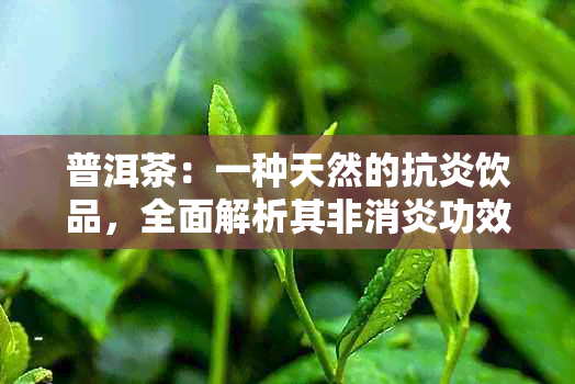 普洱茶：一种天然的抗炎饮品，全面解析其非消炎功效