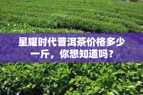 星耀时代普洱茶价格多少一斤，你想知道吗？