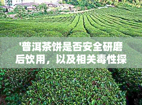 '普洱茶饼是否安全研磨后饮用，以及相关性探讨'