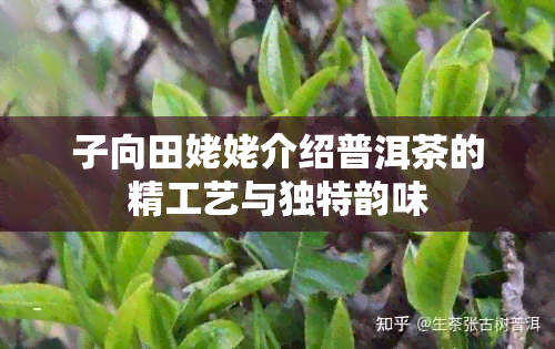 子向田姥姥介绍普洱茶的精工艺与独特韵味