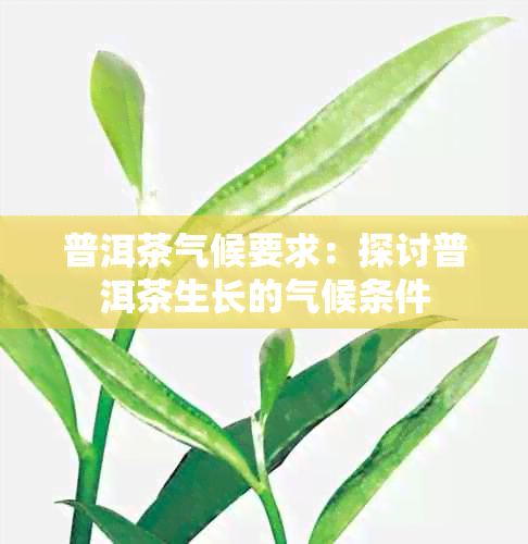 普洱茶气候要求：探讨普洱茶生长的气候条件