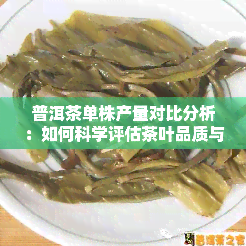 普洱茶单株产量对比分析：如何科学评估茶叶品质与产量？