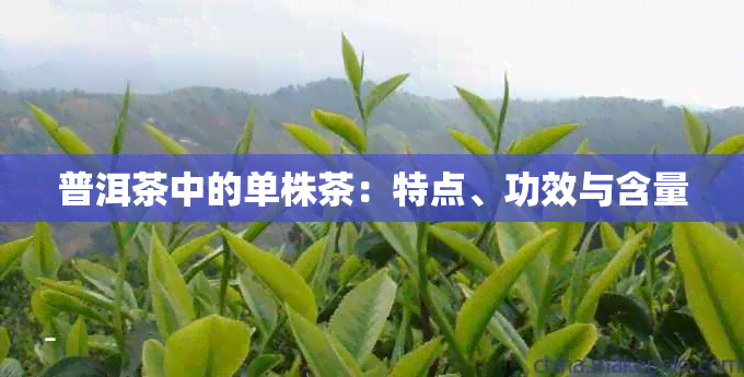 普洱茶中的单株茶：特点、功效与含量