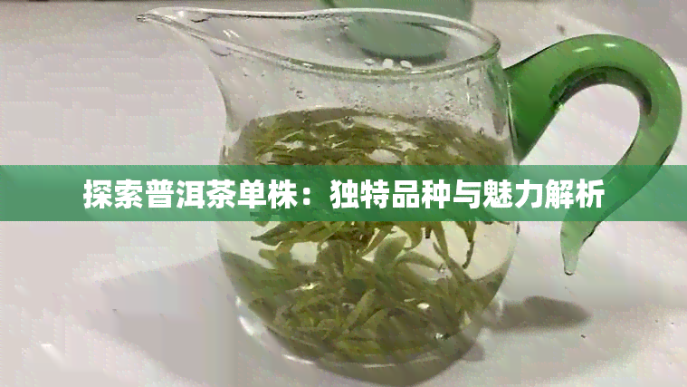 探索普洱茶单株：独特品种与魅力解析