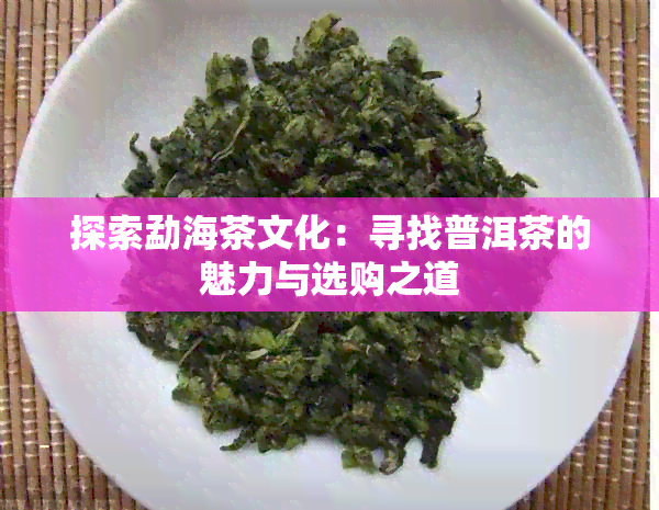 探索勐海茶文化：寻找普洱茶的魅力与选购之道