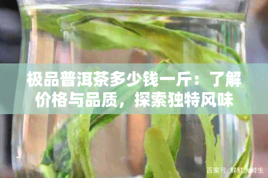 极品普洱茶多少钱一斤：了解价格与品质，探索独特风味