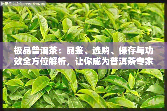 极品普洱茶：品鉴、选购、保存与功效全方位解析，让你成为普洱茶专家