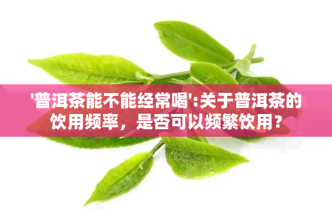 '普洱茶能不能经常喝':关于普洱茶的饮用频率，是否可以频繁饮用？