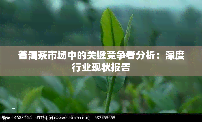 普洱茶市场中的关键竞争者分析：深度行业现状报告