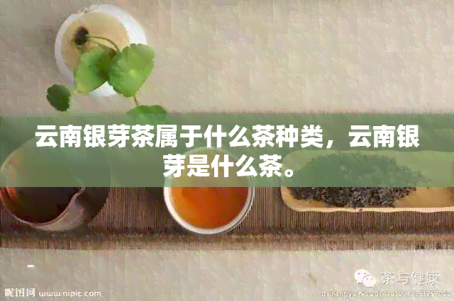 云南银芽茶属于什么茶种类，云南银芽是什么茶。