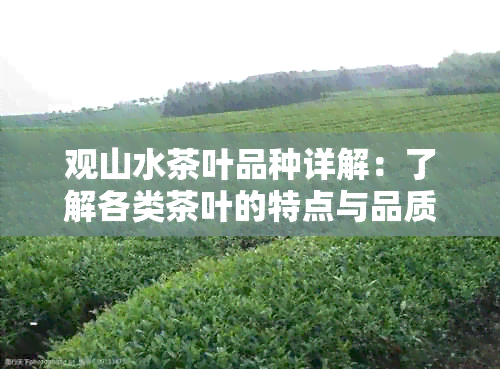 观山水茶叶品种详解：了解各类茶叶的特点与品质