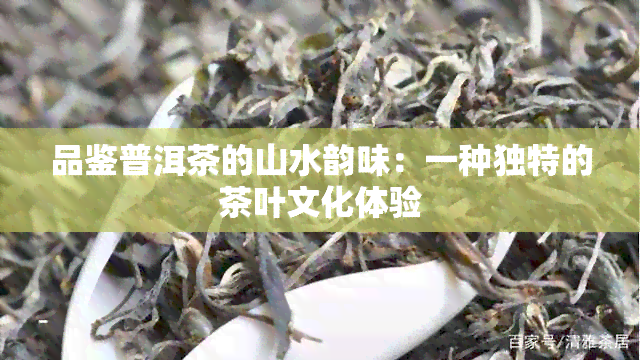 品鉴普洱茶的山水韵味：一种独特的茶叶文化体验