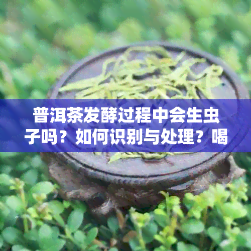 普洱茶发酵过程中会生虫子吗？如何识别与处理？喝了会有影响吗？