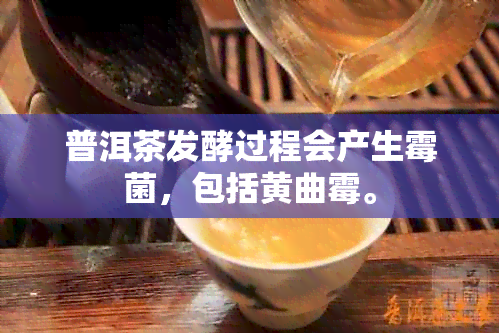 普洱茶发酵过程会产生霉菌，包括黄曲霉。