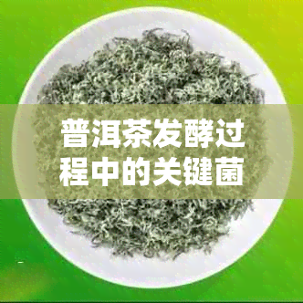 普洱茶发酵过程中的关键菌种及其作用解析