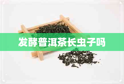 发酵普洱茶长虫子吗