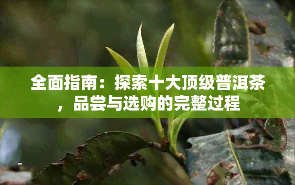 全面指南：探索十大顶级普洱茶，品尝与选购的完整过程