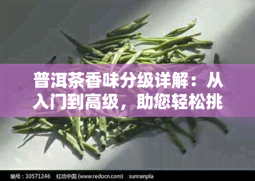 普洱茶香味分级详解：从入门到高级，助您轻松挑选适合自己的茶叶