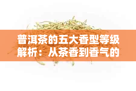 普洱茶的五大香型等级解析：从茶香到香气的品鉴之旅