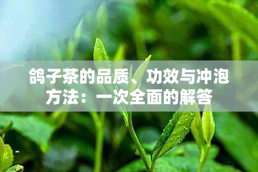 鸽子茶的品质、功效与冲泡方法：一次全面的解答