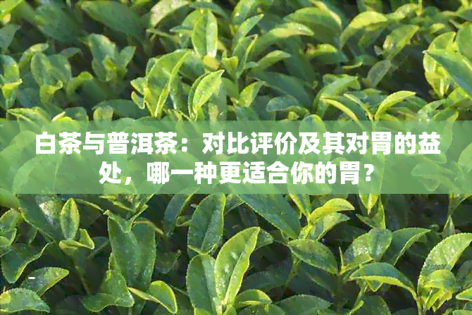 白茶与普洱茶：对比评价及其对胃的益处，哪一种更适合你的胃？