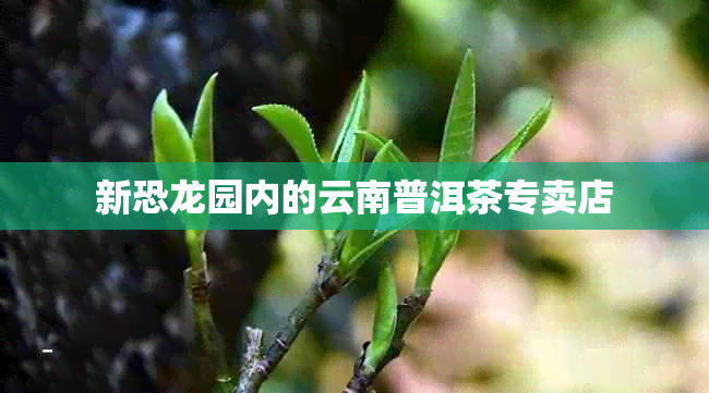 新恐龙园内的云南普洱茶专卖店