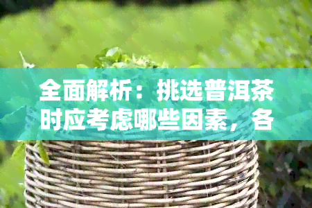 全面解析：挑选普洱茶时应考虑哪些因素，各普洱茶对比推荐