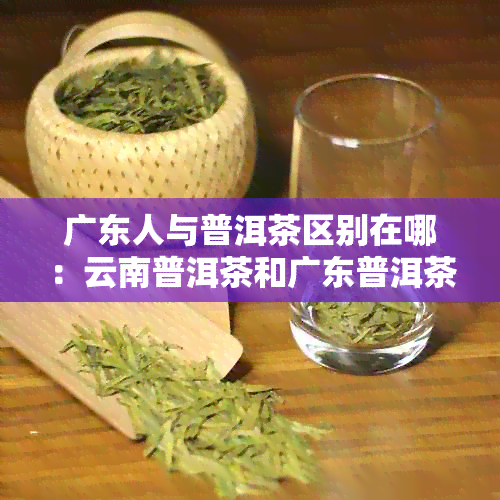 广东人与普洱茶区别在哪：云南普洱茶和广东普洱茶的不同及产地